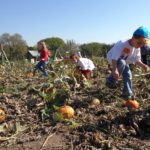 Field Trip Picking Pumpkin 1