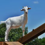 white goat on ramp at Faulkner's Ranch