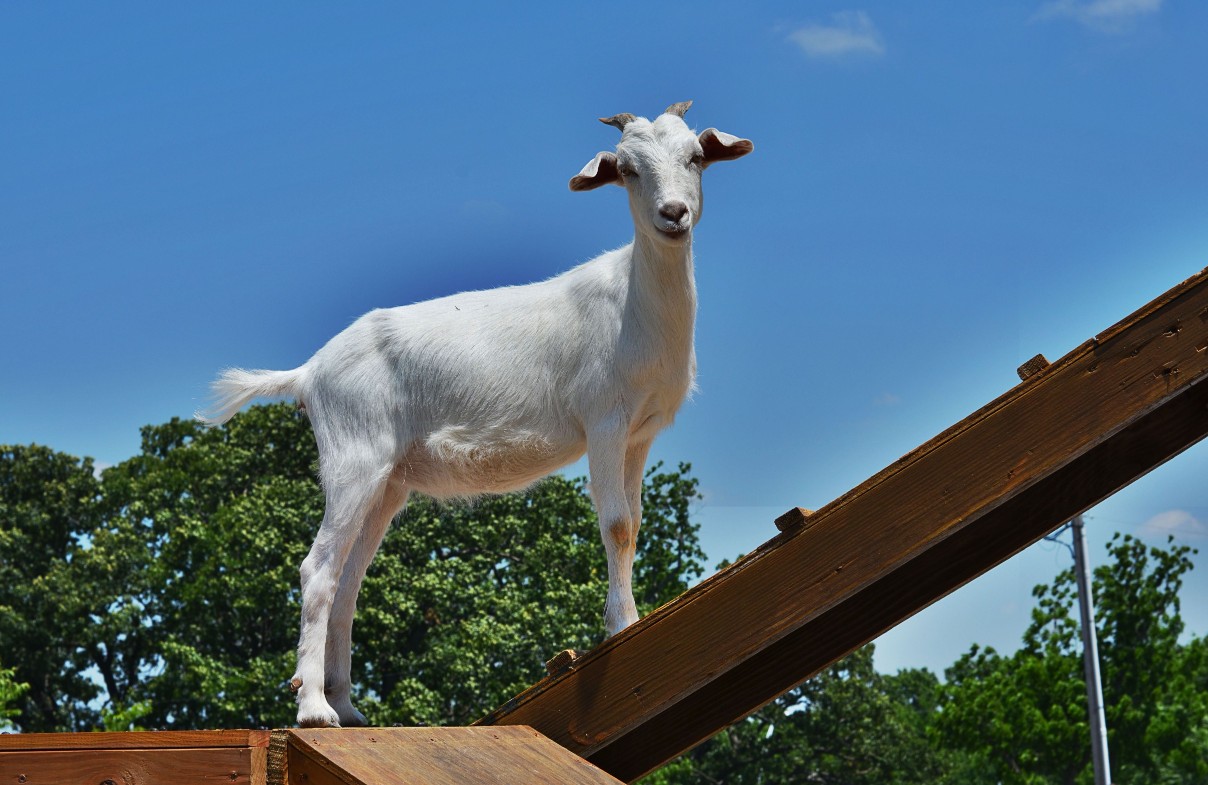 white goat on ramp at Faulkner's Ranch