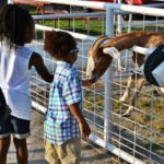 goats at Faulkner's Ranch