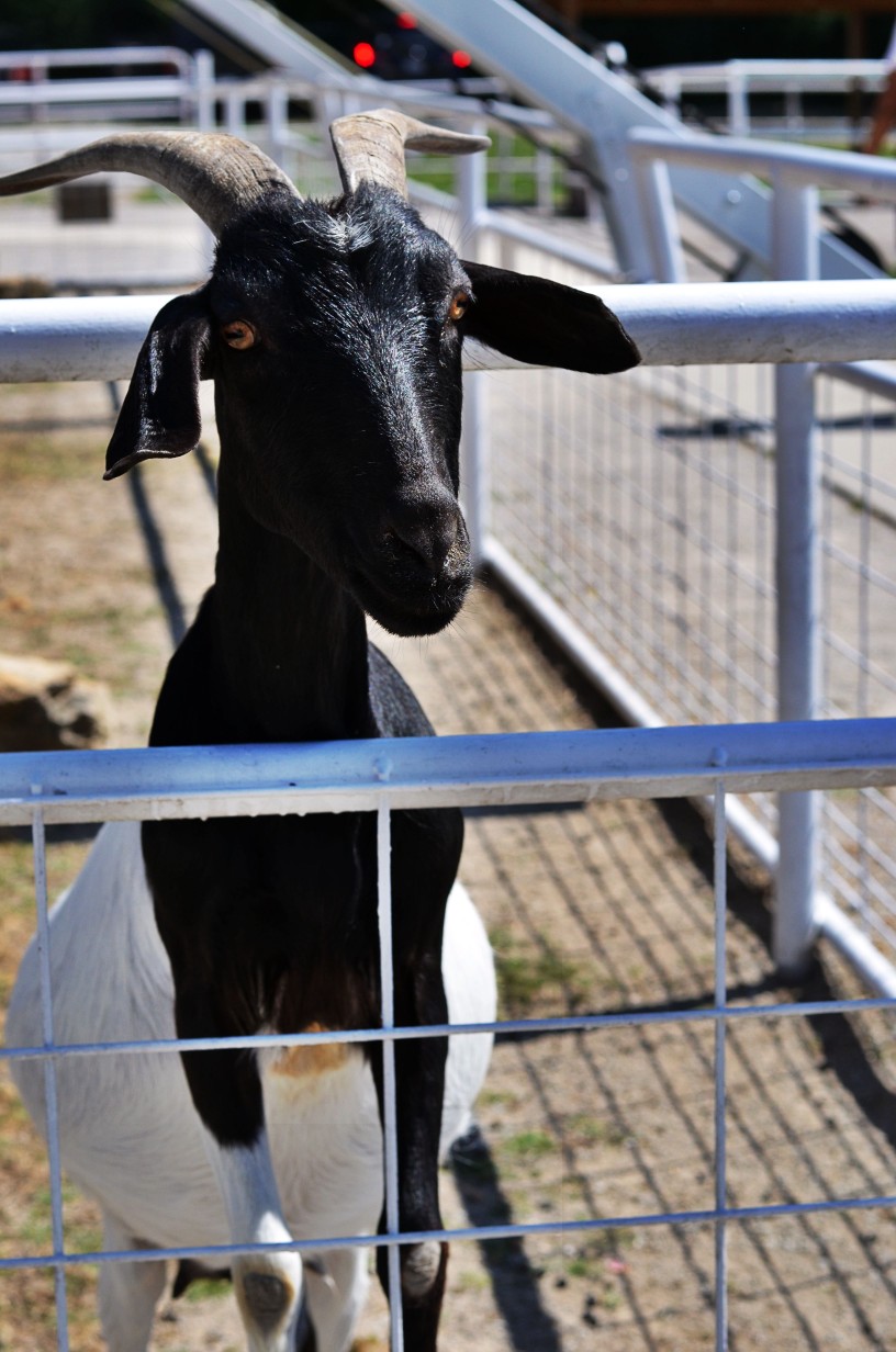 goat at petting farm in Kansas City