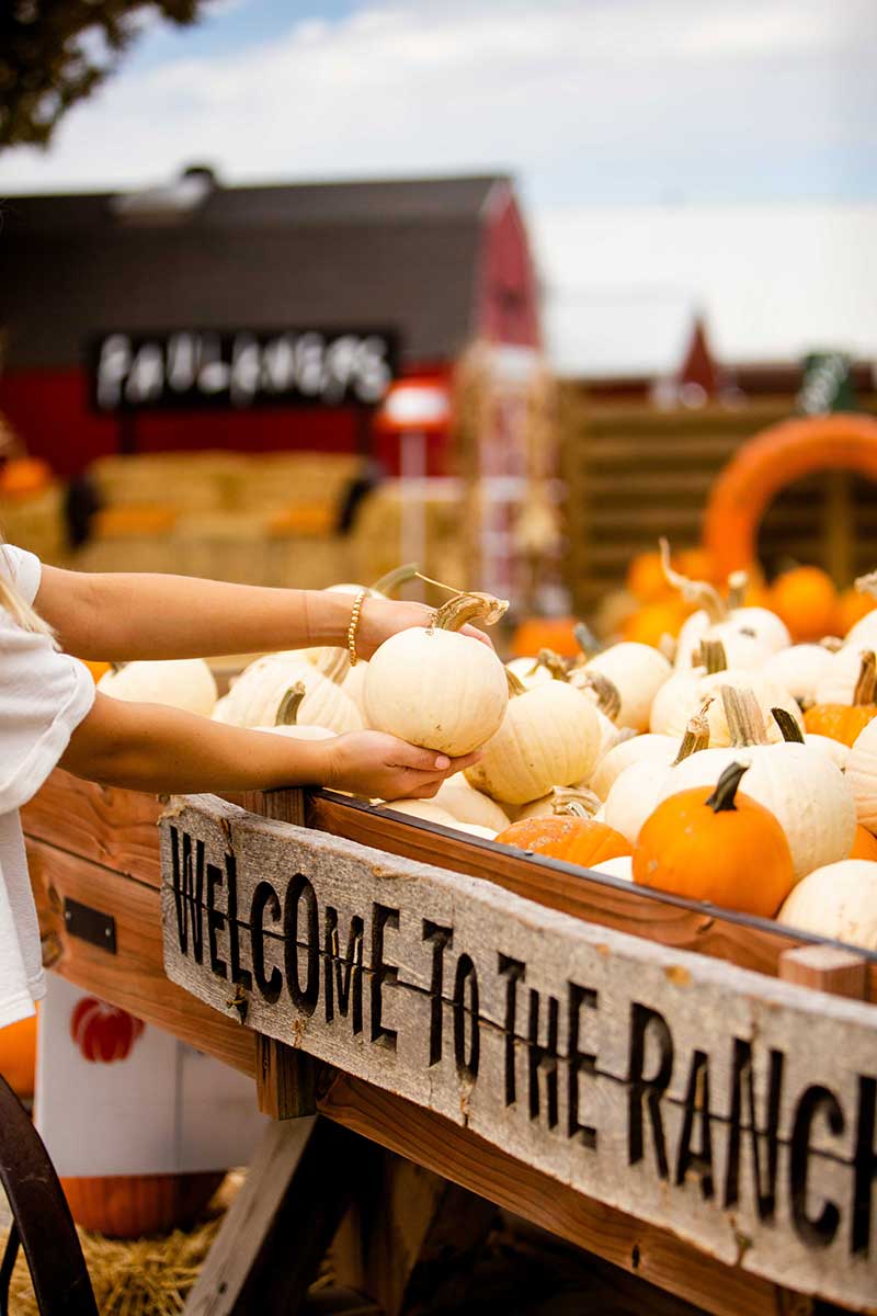 kcpumpkinfest2